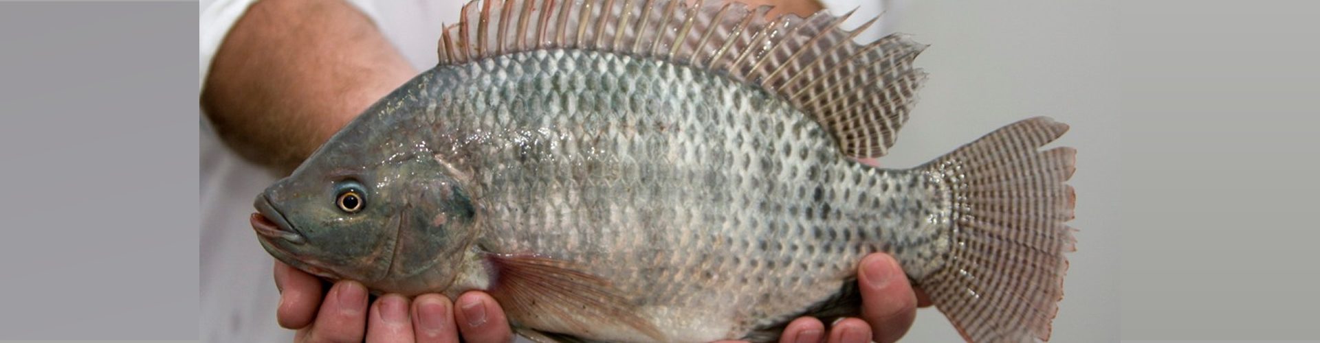 TILÁPIA JUVENIL Piscicultura Dalbosco ToledoPR Piscicultura